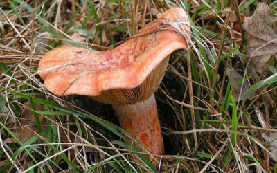 Rutas y escapadas desde Jaén en otoño: naturaleza, patrimonio y sabores del bosque
