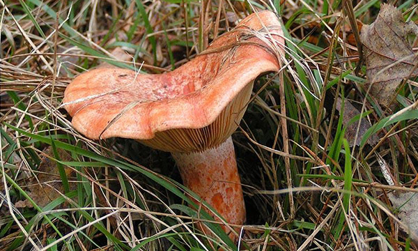 Rutas y escapadas desde Jaén en otoño: naturaleza, patrimonio y sabores del bosque